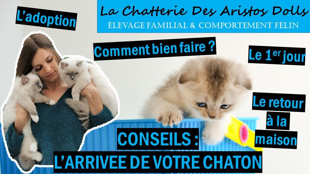 Arrivée d'un chaton : Comment l'aider le premier jour ? Astuces et conseils pour votre chaton