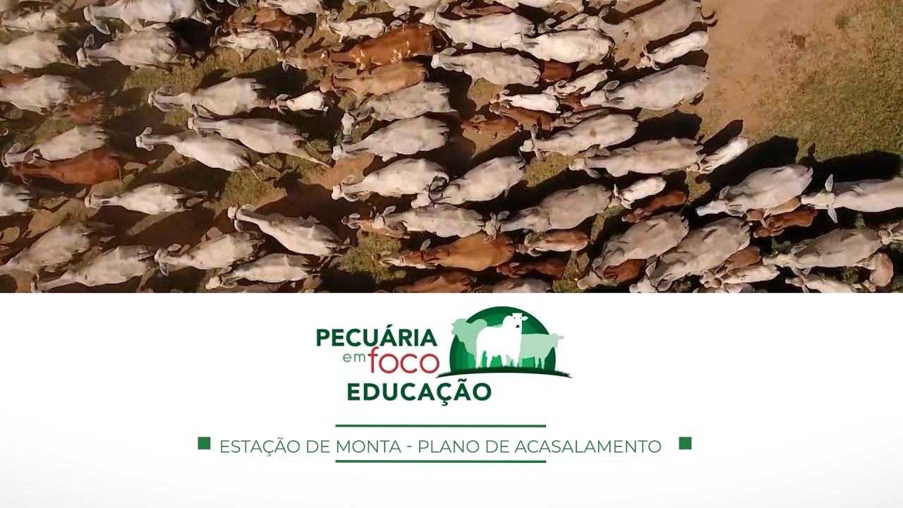 25 - PLANO DE ACASALAMENTO - PECUÁRIA EM FOCO EDUCAÇÃO