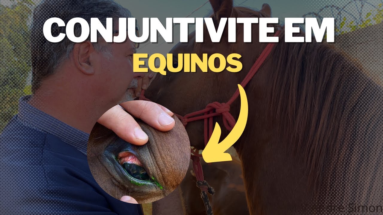 Problemas oculares em equinos - conjuntivite + úlcera de córnea