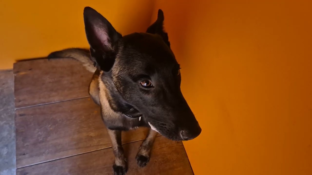 Aluno Bolt - treino dentro do canil para que ame o lugar ... 