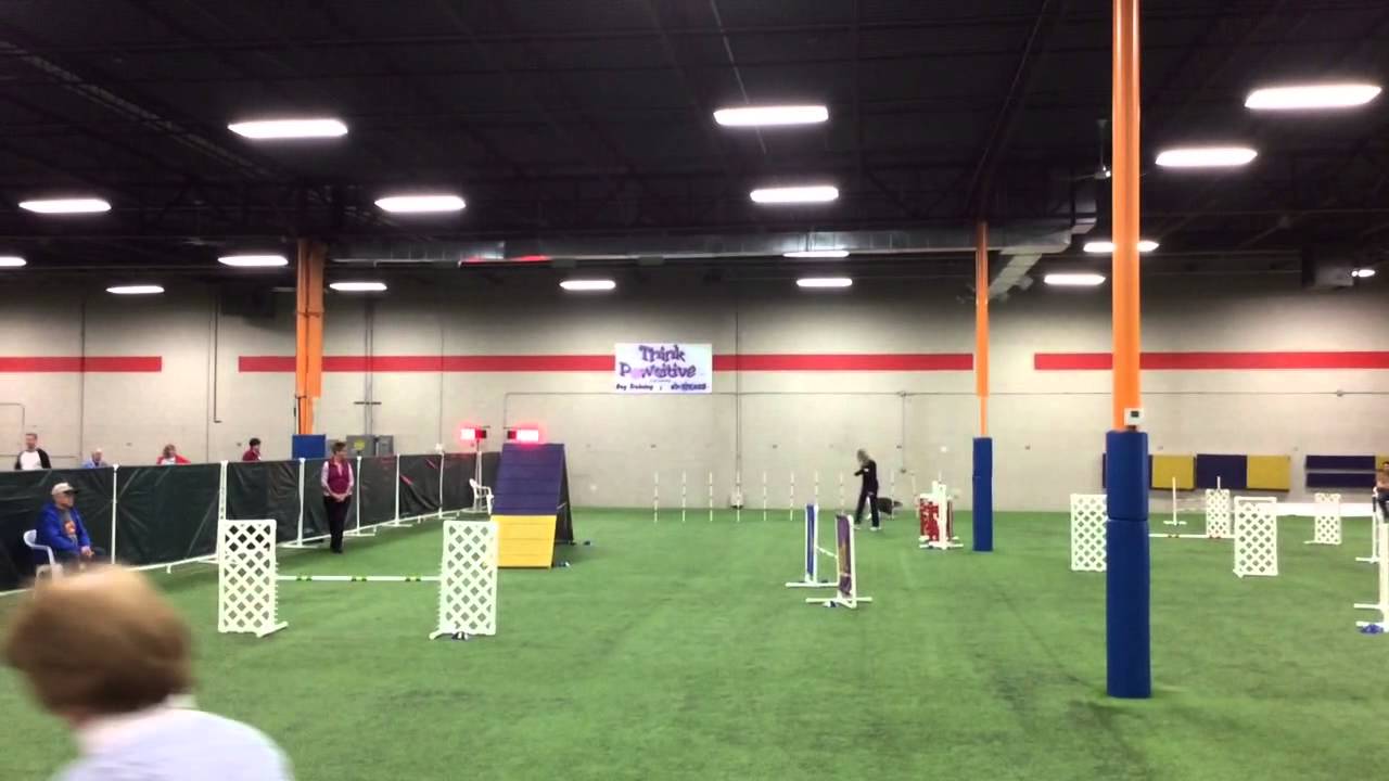 K9 agility