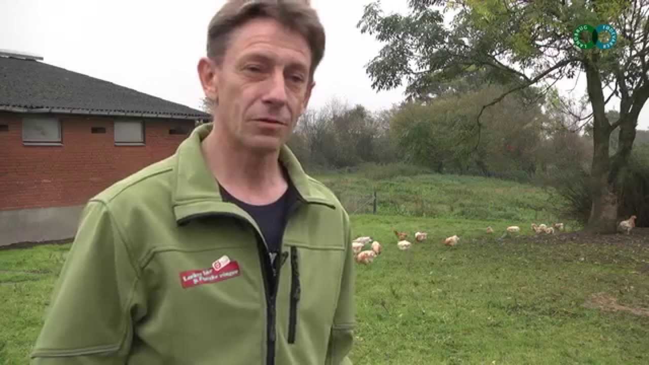 Besøg en økologisk kyllingeproducent