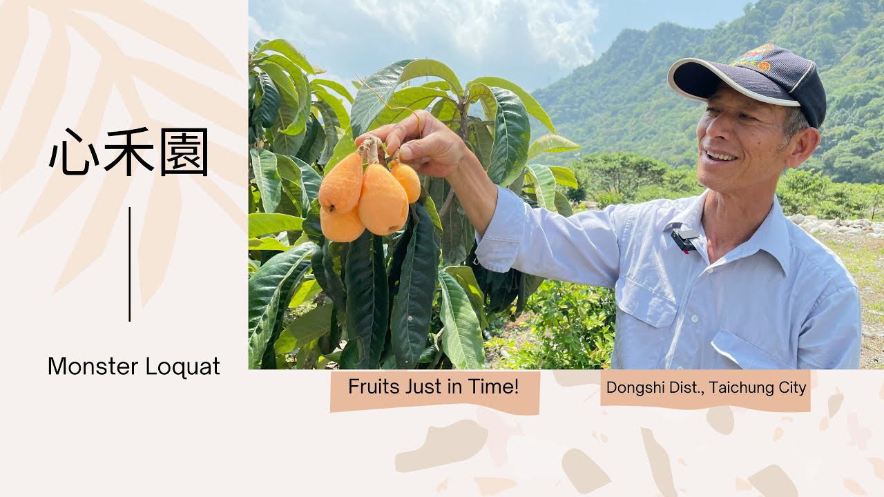 果旅正當時–台中心禾園(怪獸枇杷) 【Fruits Just in Time! - Shinhe Garden (Monster Loquat)】