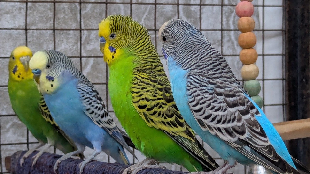 Happy Budgies Sounds Video 🐦✨ | Calm & Peaceful Bird Music