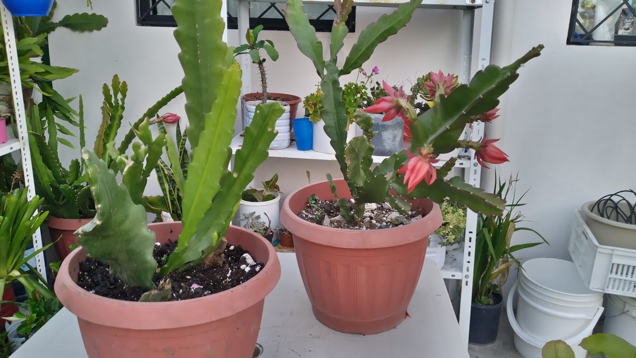 Trasplantando juntos Cactus Orquídea y Galán de la noche 🌸🥰