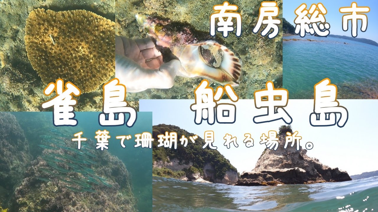 【南房総市】雀島と船虫島でシュノーケルで珊瑚を見に行くときの雰囲気【千葉】