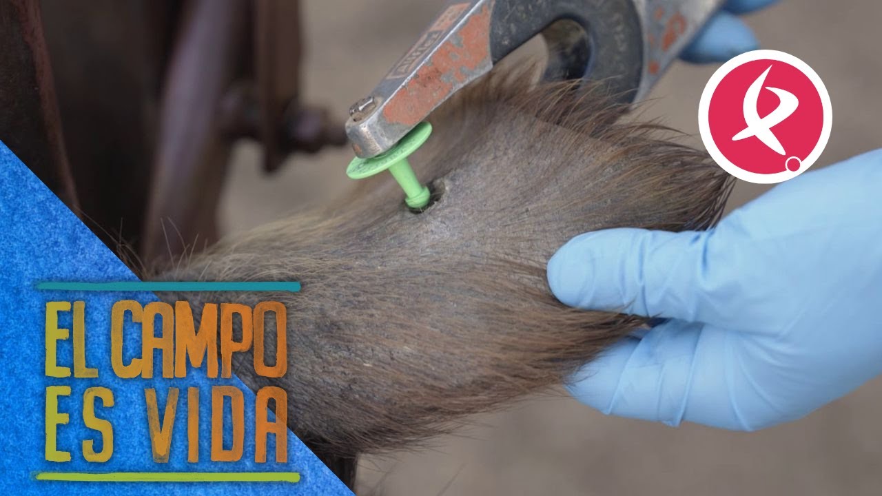 Miguel &Aacute;ngel cambia los crotales de los cochinos de cebo de campo | El campo es vida