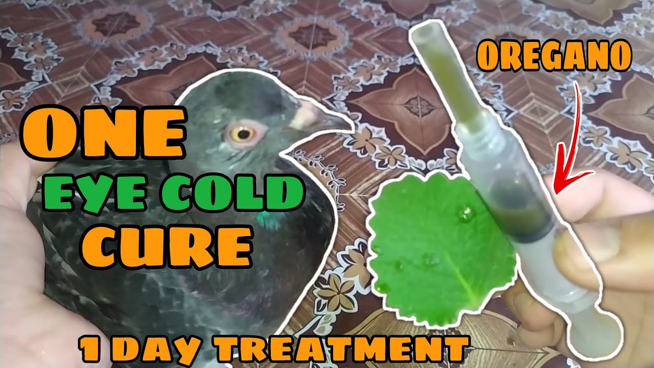One Eye Cold Treatment For Pigeon | Gamot Sa One Eye Cold ng Kalapati | Oregano | Jas Loft PH