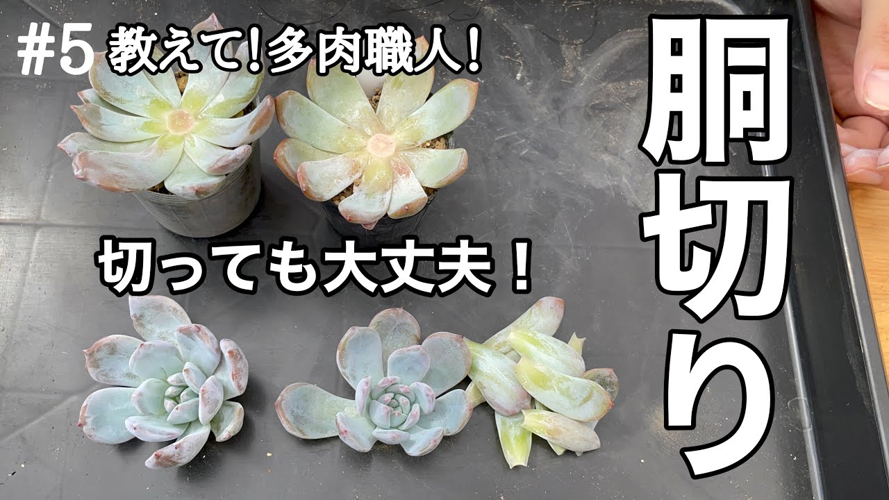 #5【教えて！多肉職人！】胴切りがうまくいく方法