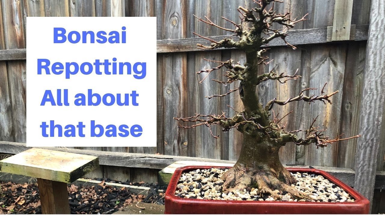 How to repot bonsai trident maple into new pot, how to trim bonsai roots