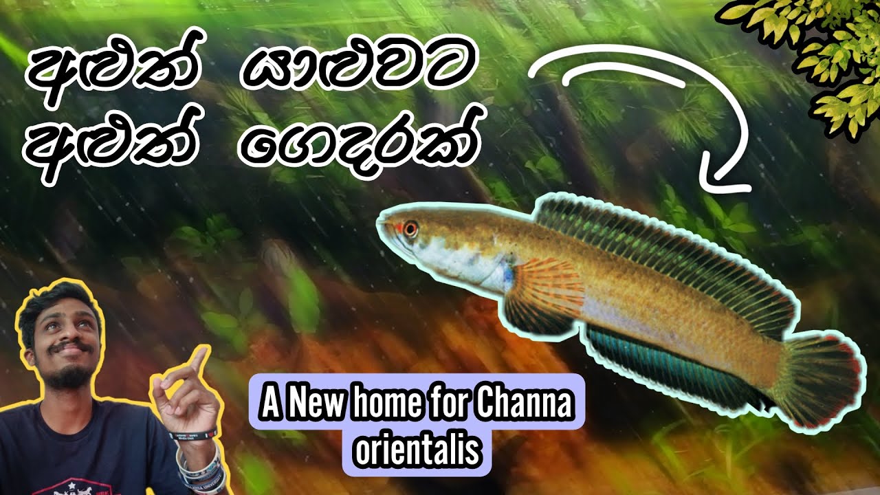 My first ''Channa'' planted tank setup | මගේ පළවෙනි කනයි මාළු ටැංකිය