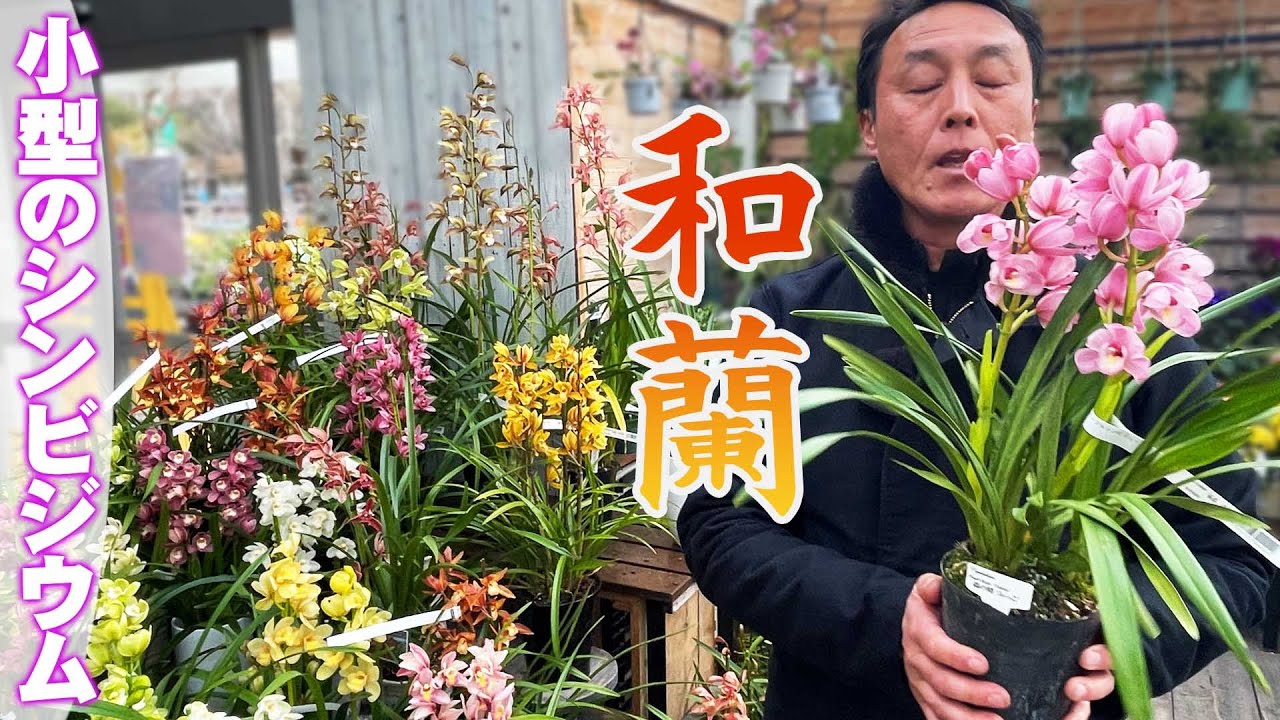 【陽春園】これが石田蘭園の『和蘭』華美と侘び寂びが融合した趣のあるシンビ【園芸店】