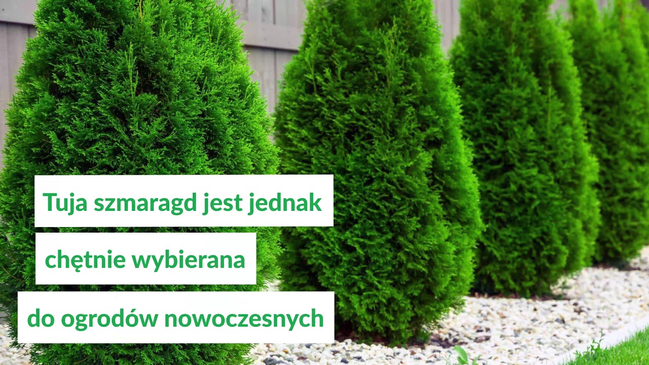 Tuja szmaragd czy brabant? Jaką wybrać do ogrodu?