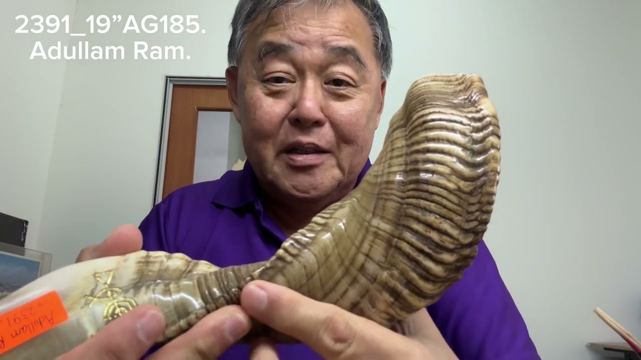 ShofarMaker v2391_19” AG185. Adullam Gibborim Ram 2T fine tuned Shofar. Full Natural. 
