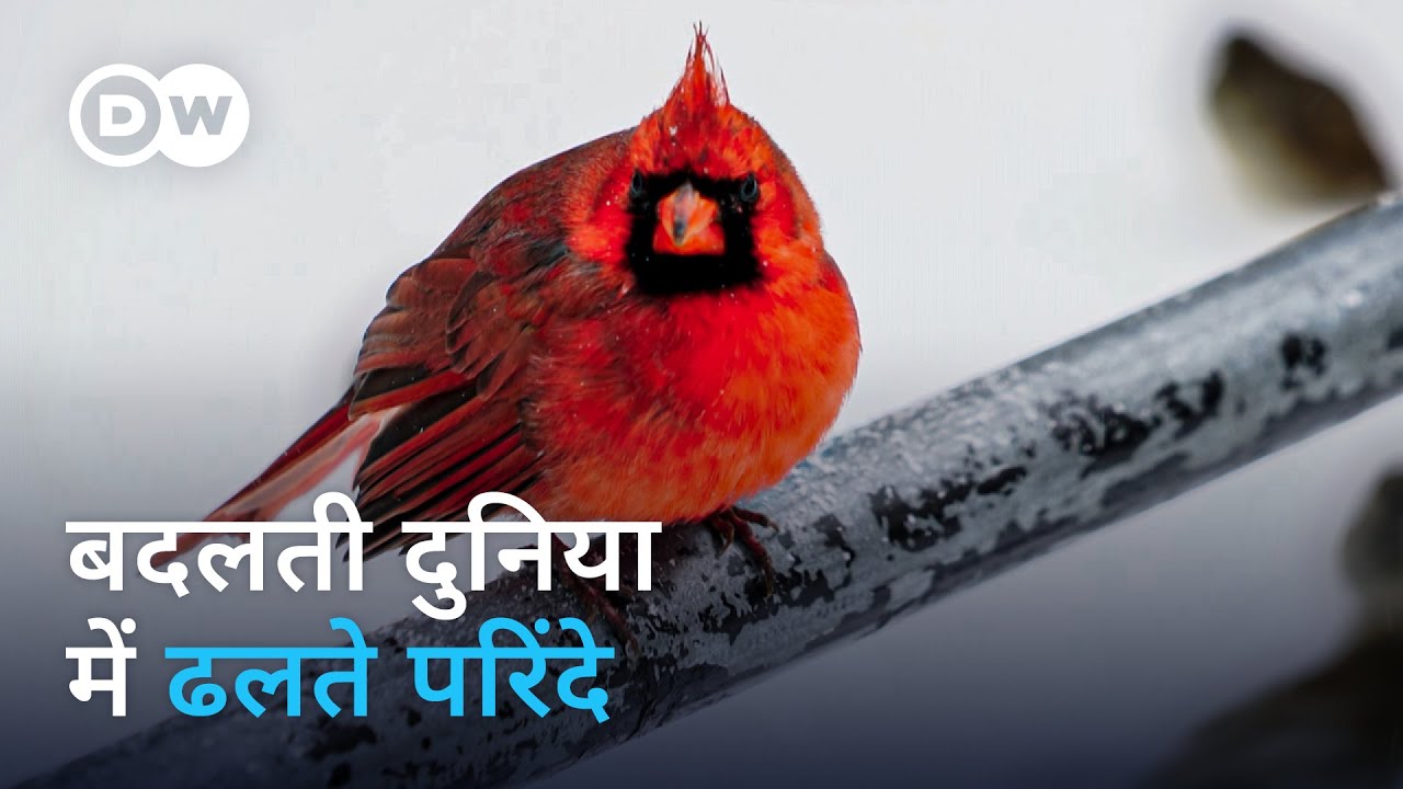 ग्लोबल वॉर्मिंग के दौर में परिंदों के जिंदा रहने का हुनर  [Birds adapting?] | DW Documentary हिन्दी