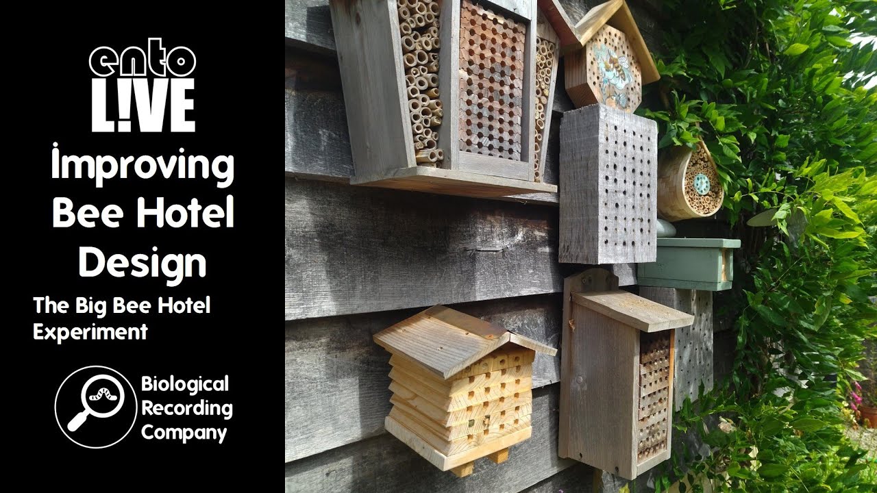 Improving Bee Hotel Design: The Big Bee Hotel Experiment