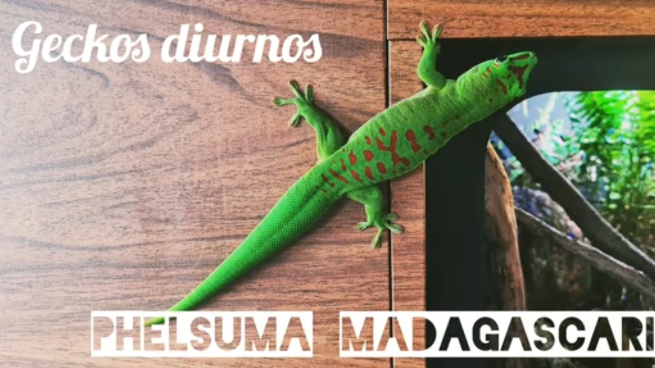 Hoy hablamos sobre los Geckos diurnos, en concreto del (Phelsuma Madagascariensis Grandis)