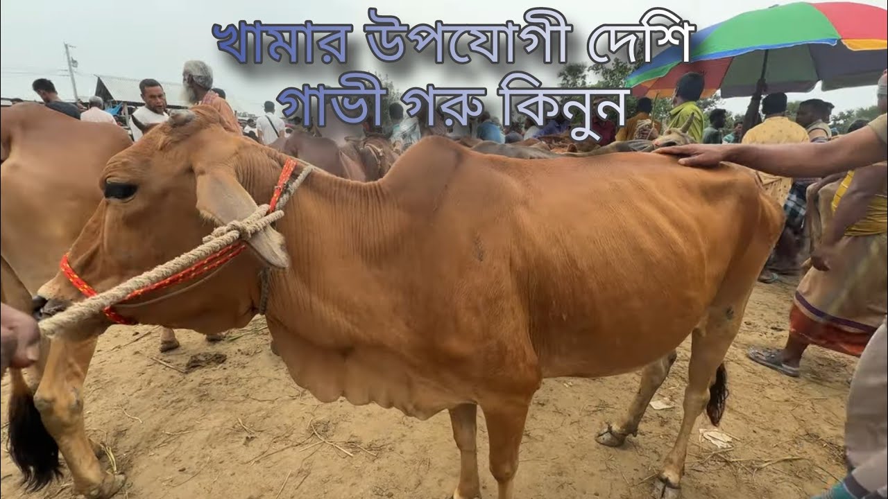 দেশি গাভী কিনতে হাটে ভিড় | দাম কত জানেন | desi gavi gorur haat| গরুর হাট বাজার #desigavi #gorurhaat