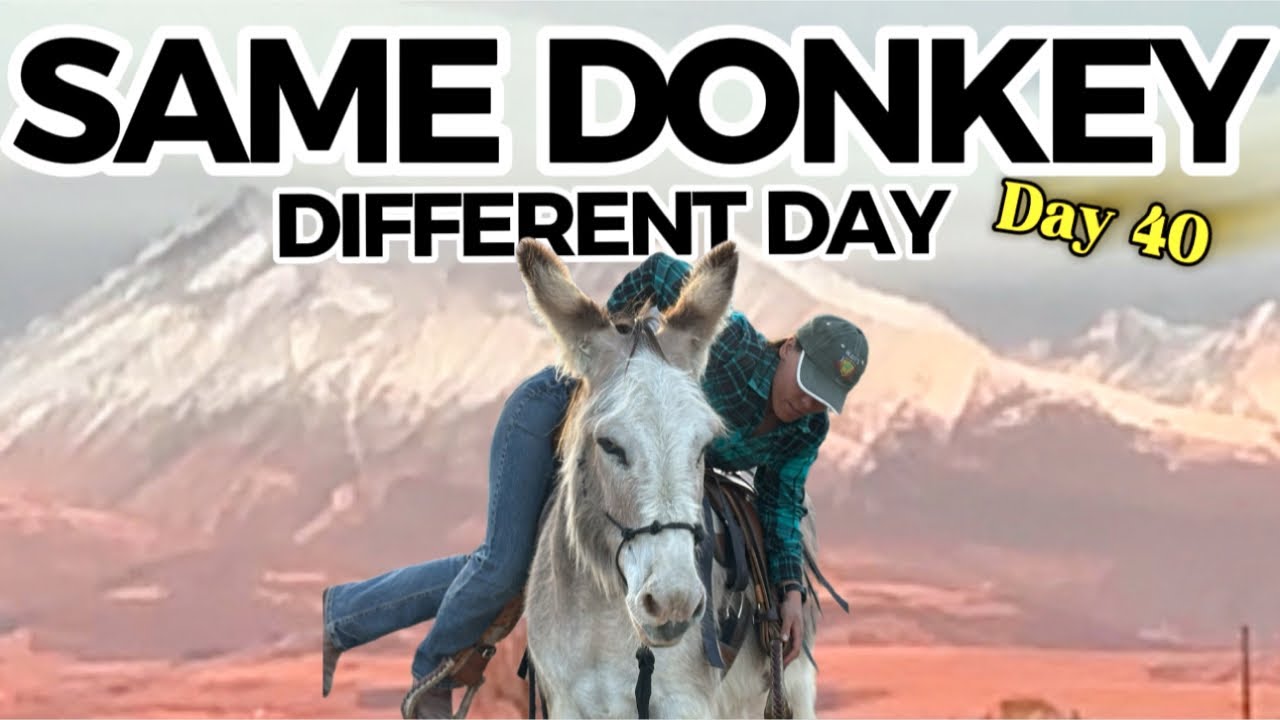 Why Your Donkey Trusts You One Day&hellip; and Not the Next