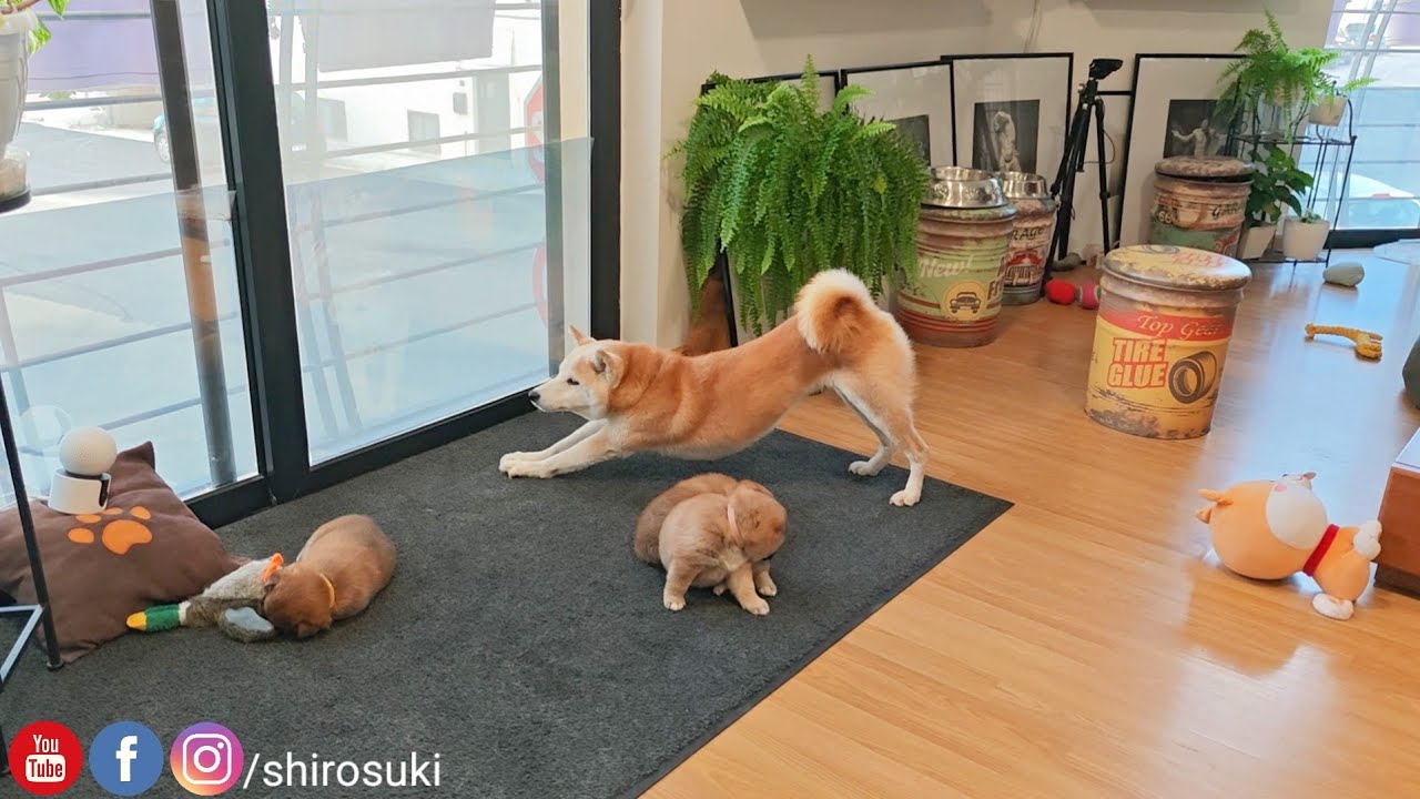 Suki doin yoga with potats