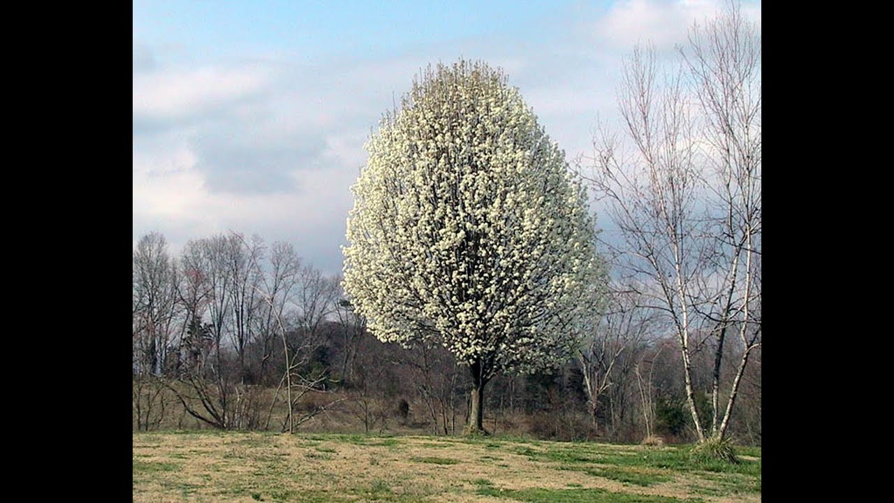 Friday Farm Update: Episode 15: Invasive foreign Enemies of the Ohio Woods
