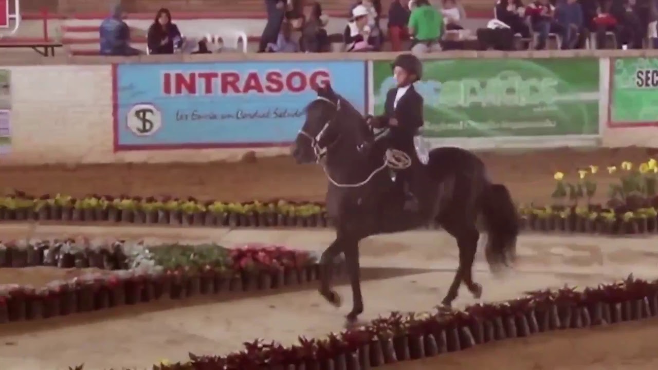 XXXIV Nacional Equina - Valledupar Fedequinas Día 3 - PASO FINO COLOMBIANO