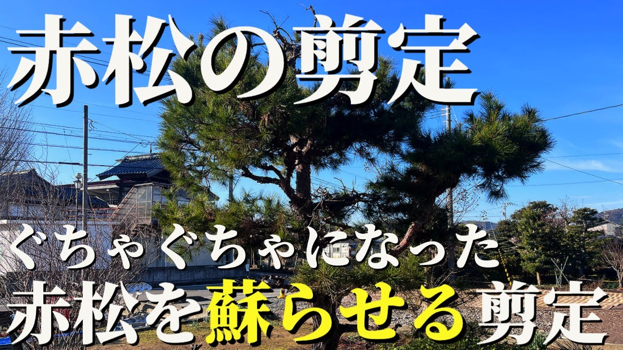 【赤松の剪定 #4】ぐちゃぐちゃになった赤松を蘇らせる剪定