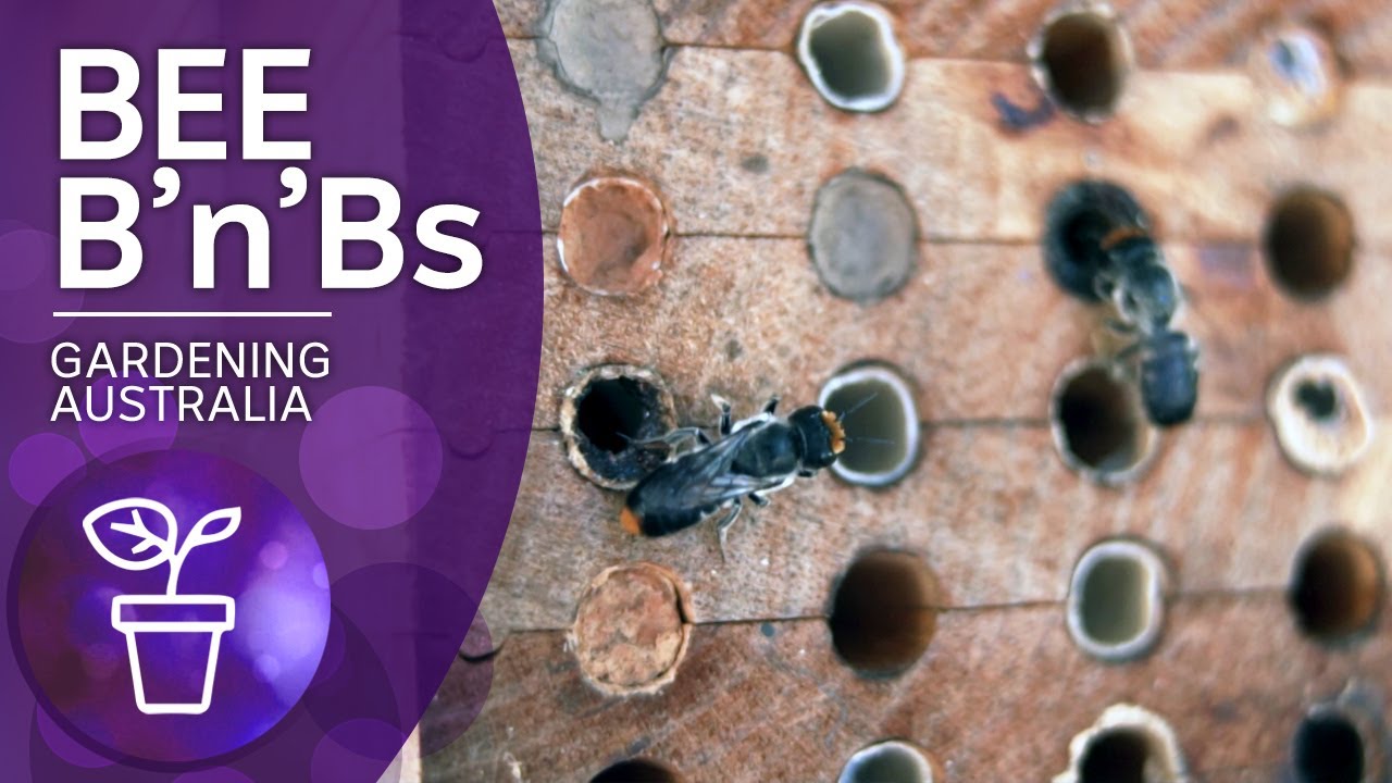 Bee hotel for native bees | Beneficial animals and insects | Gardening Australia