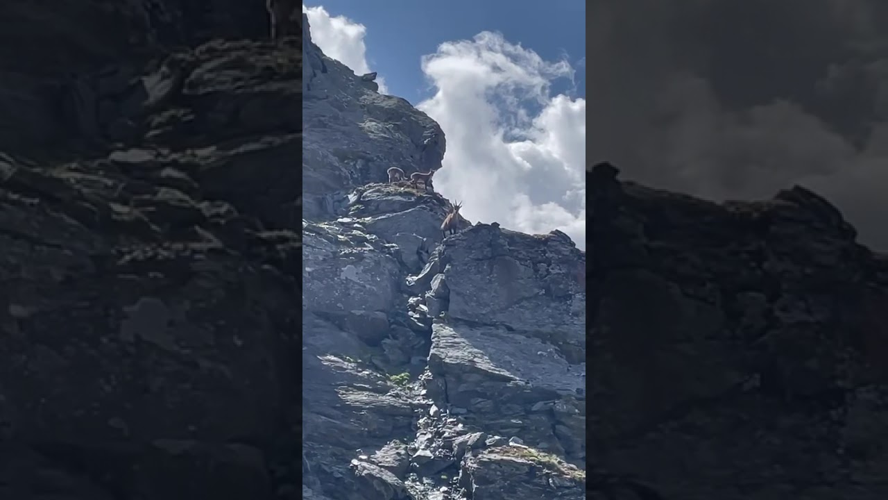 Les bouquetins sur la falaise. #bouquetin #grandedixence #suisse