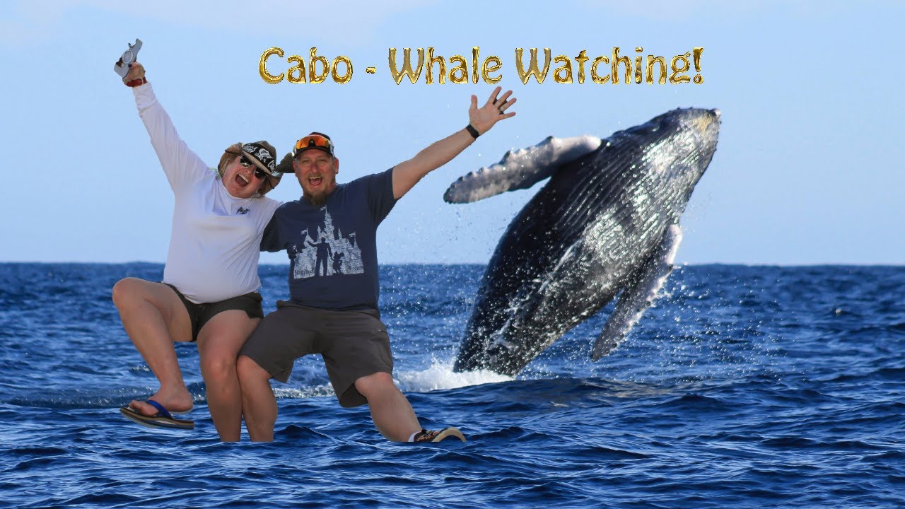 Epic Whale Watching Tour in Cabo San Lucas!