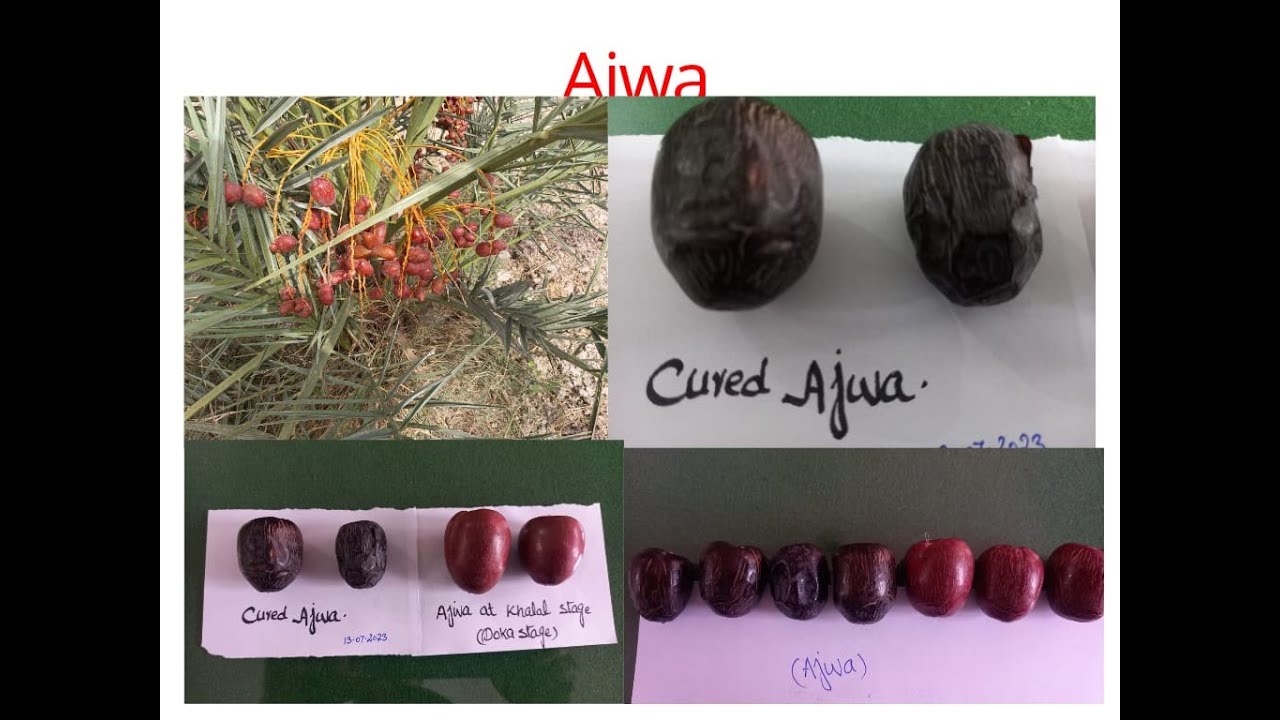 Ajwa cultivation in Pakistan. Ajwa date farming in Punjab.