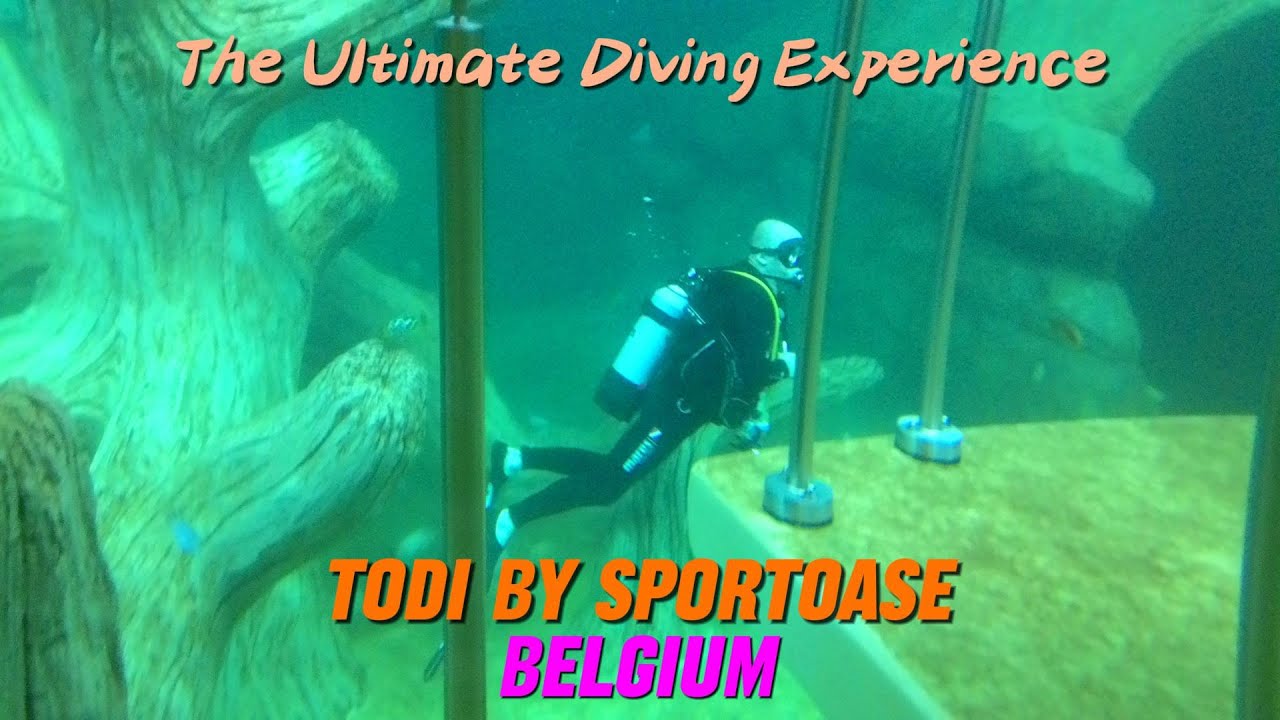 🌊 An Unforgettable Indoor Diving Experience! 🏊&zwj;♂️✨ #IndoorDiving #AquaticAdventure #UnderwaterMagic