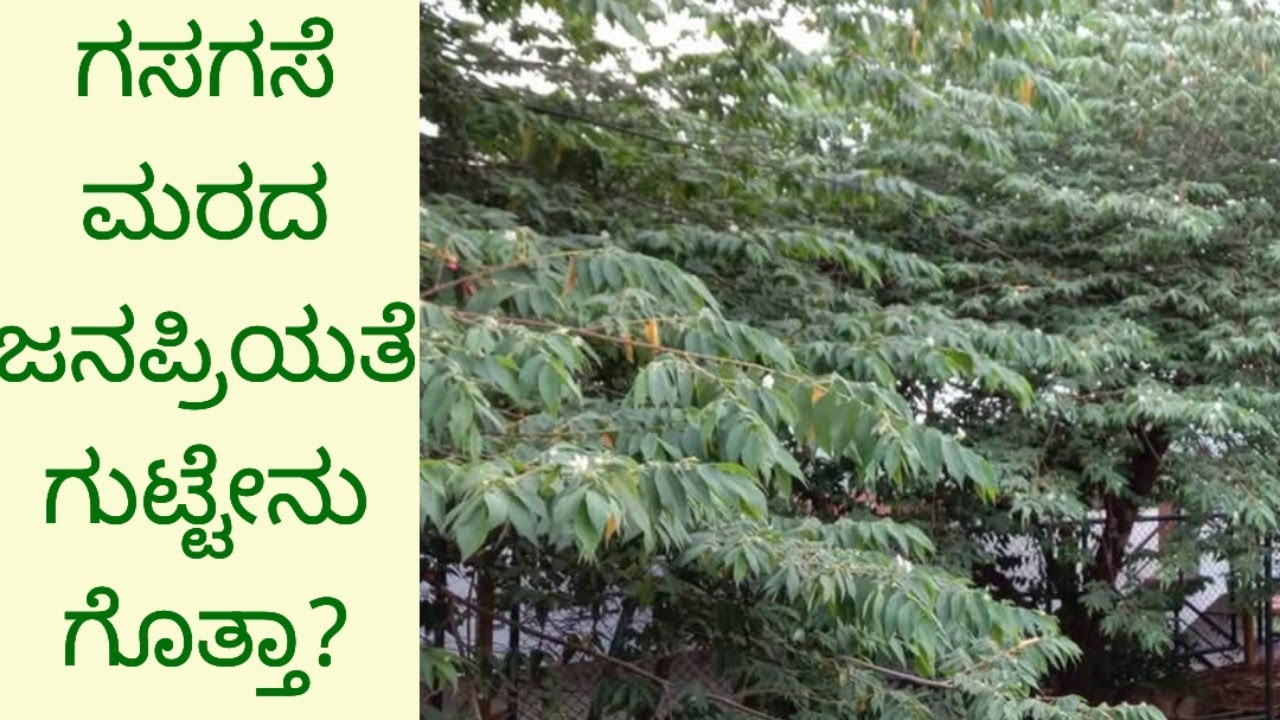 ಗಸಗಸೆ ಮರದ ಜನಪ್ರಿಯತೆ ಗುಟ್ಟೇನು ಗೊತ್ತಾ?/Singapor Cherry or Japanese Cherry Tree/ಕೋಗಿಲೆ ಮರ 
