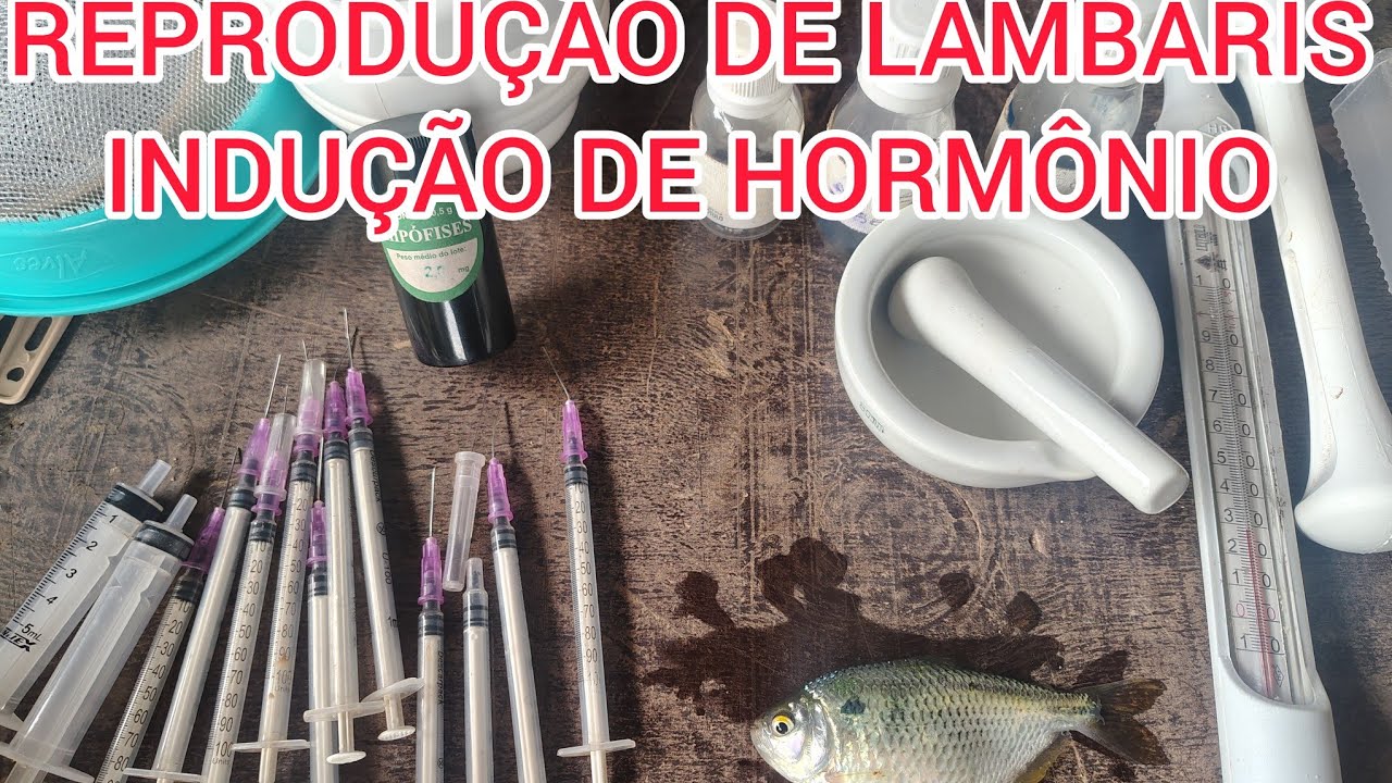 REPRODUÇÃO INDUZIDA NOS LAMBARIS ( HIPÓFISE DE CARPA )
