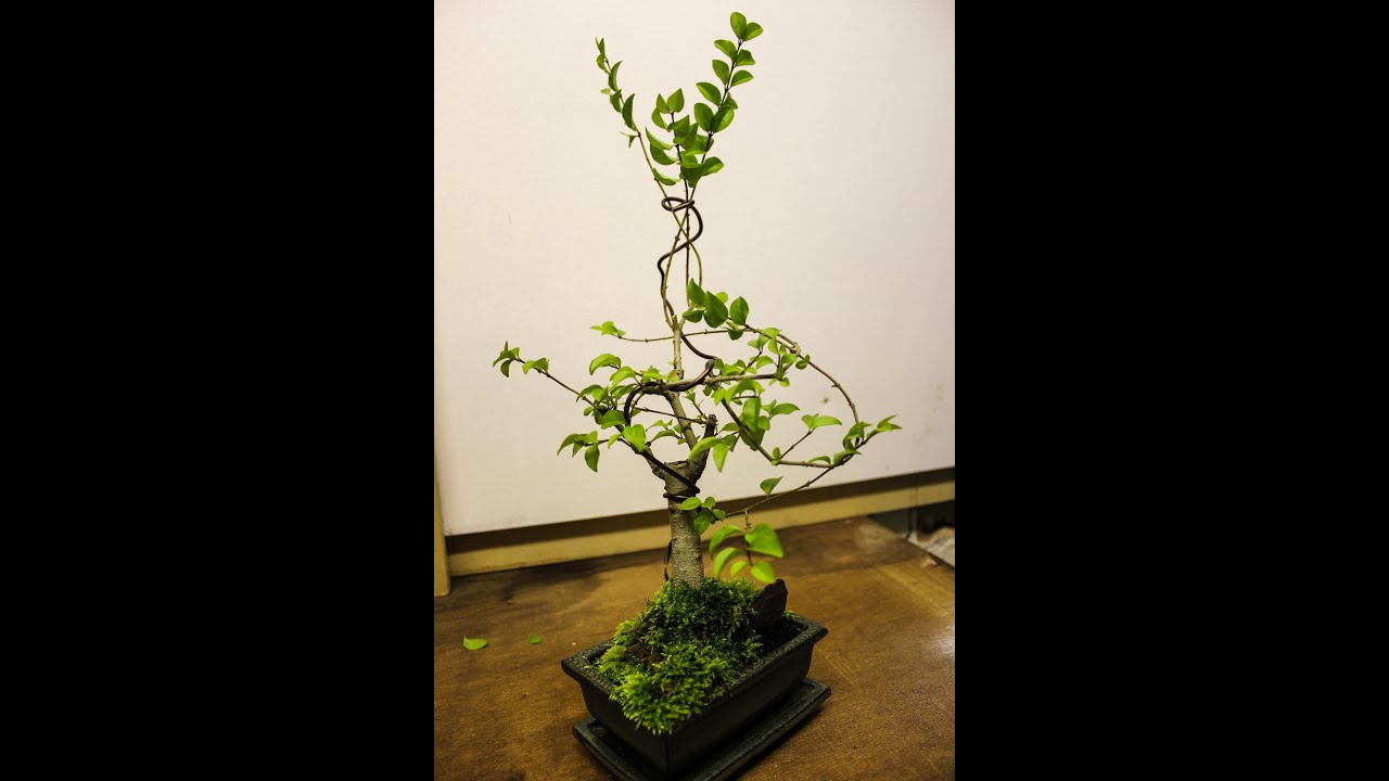 Bonsai Pruning and Shaping