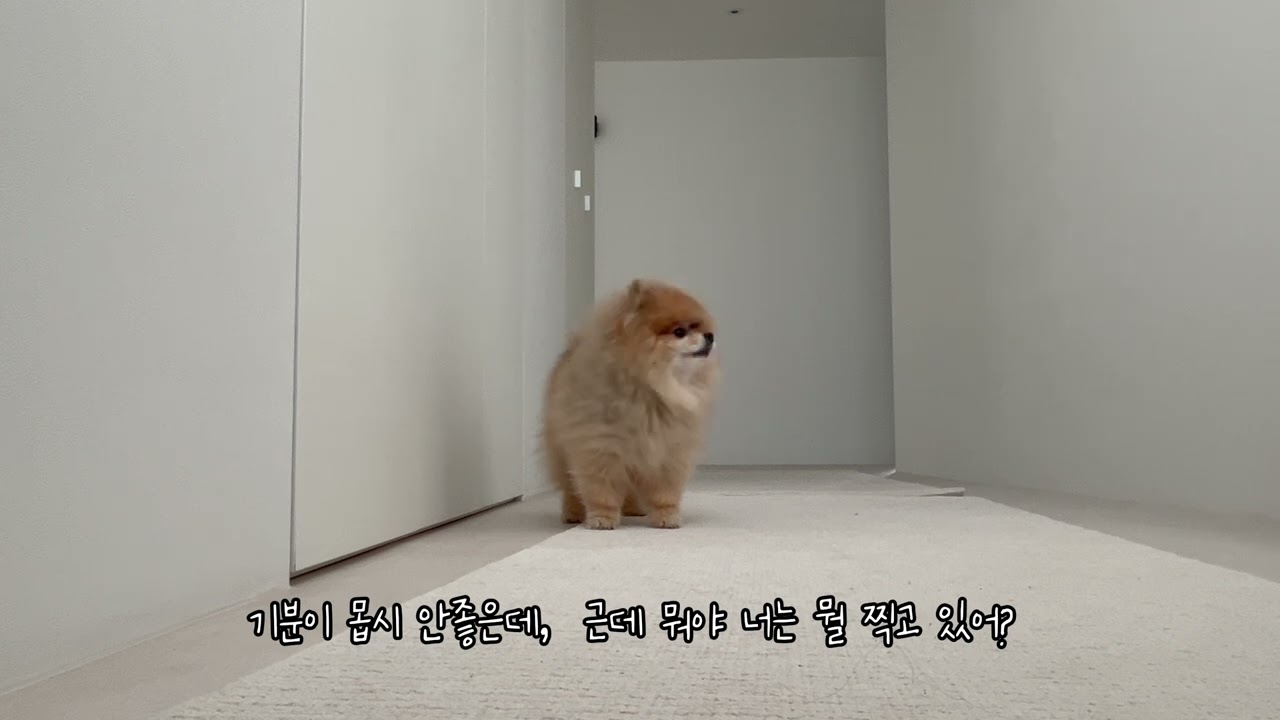 나홀로집에(앙팡버젼) Home alone Anpan