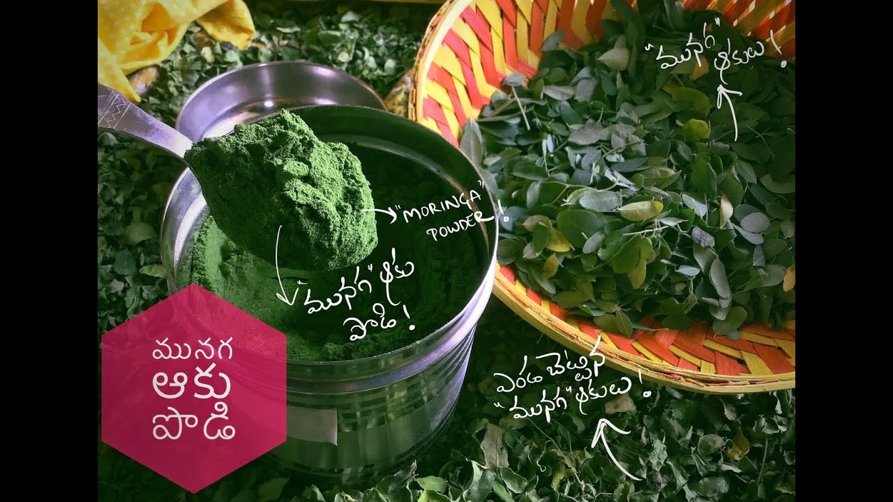 Munagaku podi ।। మునగ ఆకు పొడి ।Moringa leaves powder। మునగ ఆకు పొడి తయారీ విధానం.