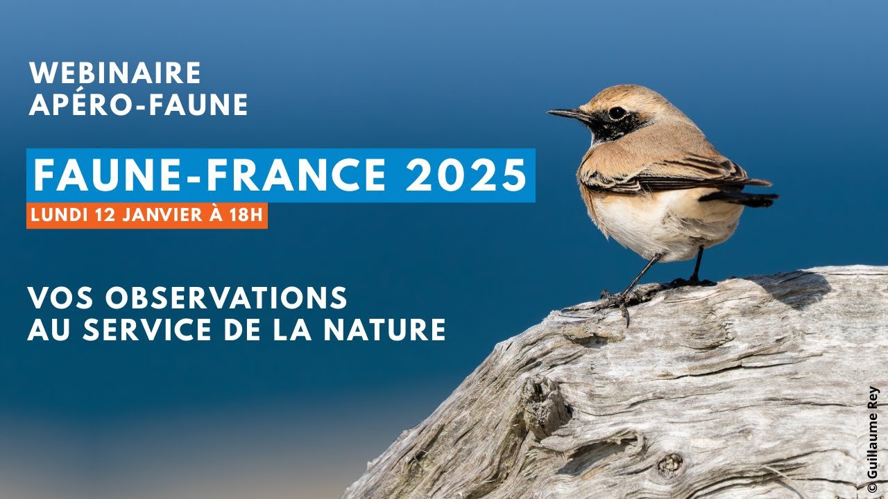 Apéro-Faune #21 : Faune-France 2025 - vos observations au service de la nature