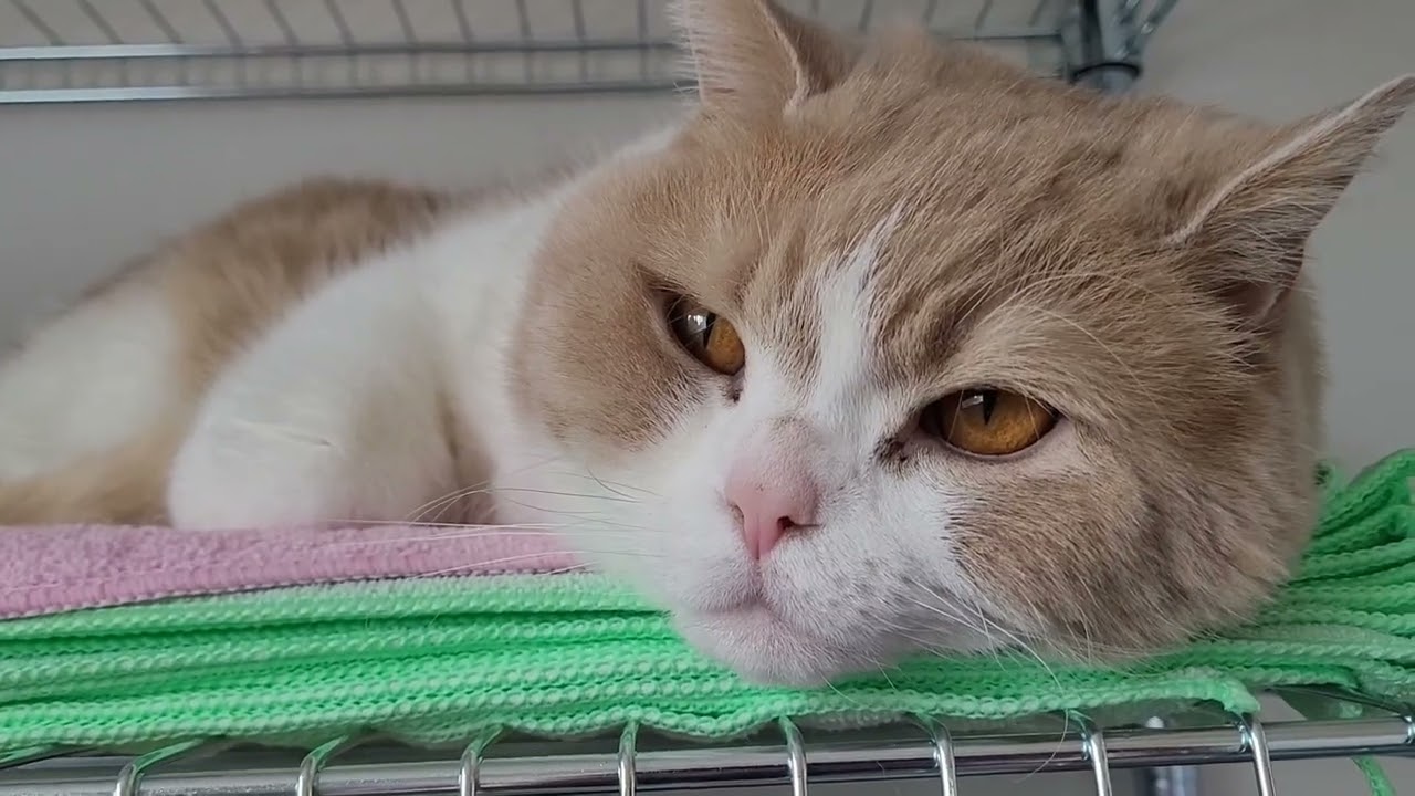 Fig takes over my pantry shelf