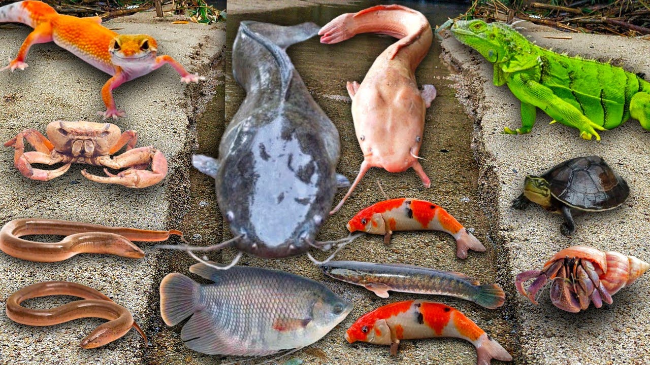 Wow Menangkap Ikan Lele Albino Dalam Lubang, Lele Raksasa, Ikan Gurame, Ikan Gabus, Ikan Hias, Belut