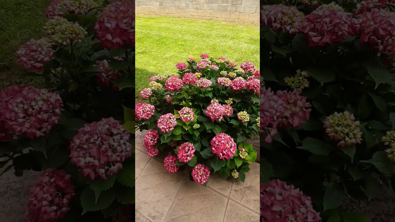 Ortensie da giardino 🏡🏡🏡