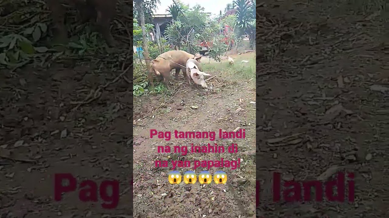 Pa Kasta Ng Inahing Baboy! #farming #hograiser