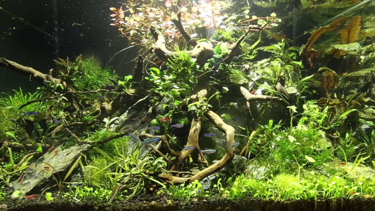Aquascaper 600 Nature Aquarium at Home - Green neon tetras!!