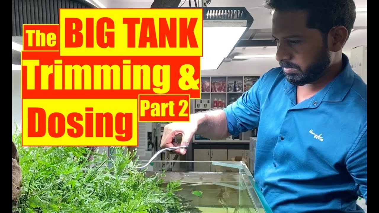 The Big Tank Maintenance | TRIMMING Ferns & Anubias | Aquarium Cleaning  | Mayur dev's Tips