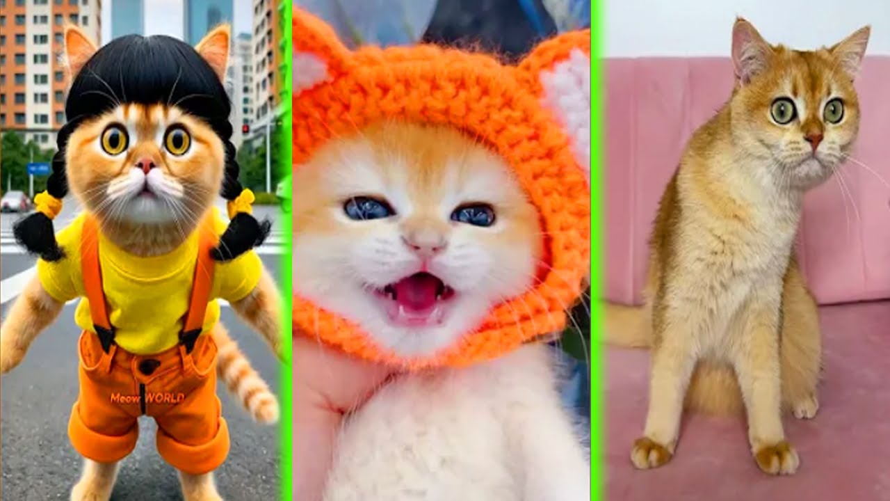 BRUSCHIMICHIS 😹 | 1 Hora De Risa | Nuevos Videos de Gatos Divertidos y Chistosos #6