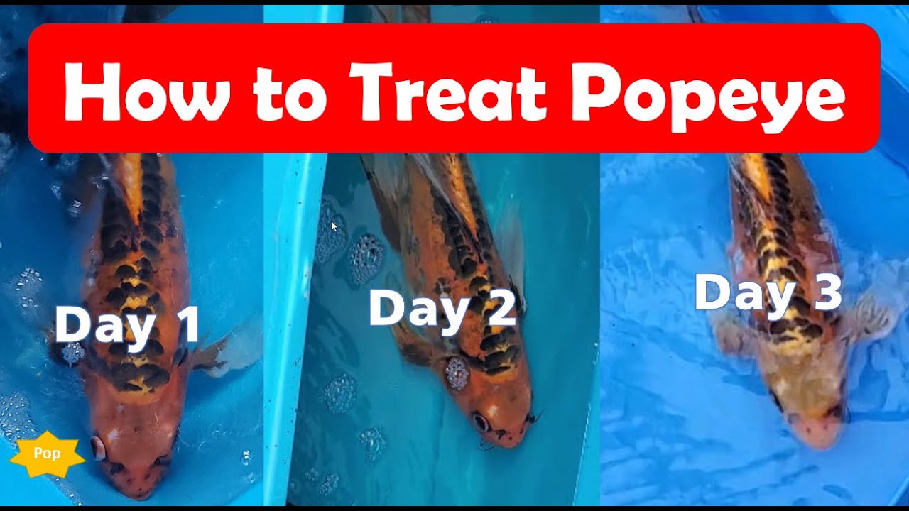 How to fix Popeye on Koi and other Large Fish