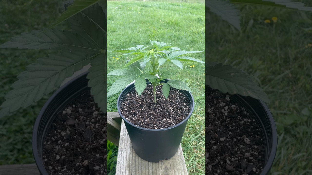 Moby Dick / Royal Moby Outdoor Garden #Grow. Royal Queen Seeds #organicgarden #garden #gardening