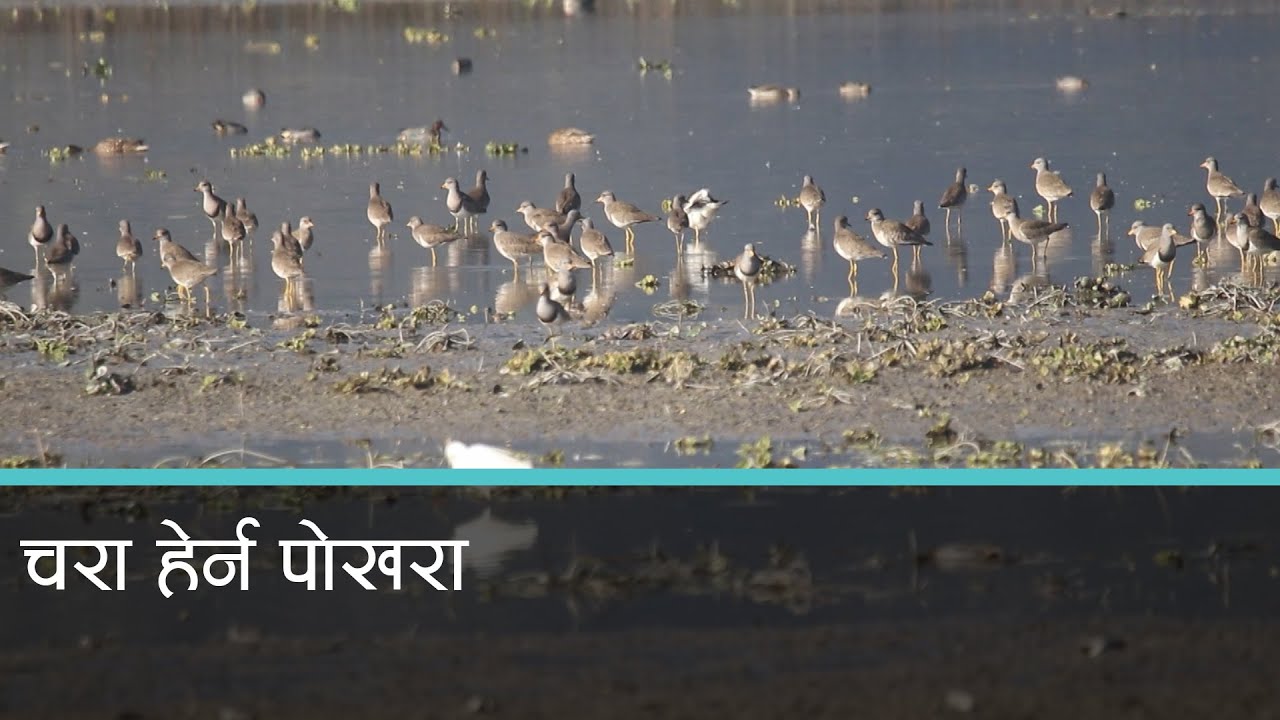 फेवातालका जलपन्छी हेर्ने पर्यटक बढे । कान्तिपुर समाचार