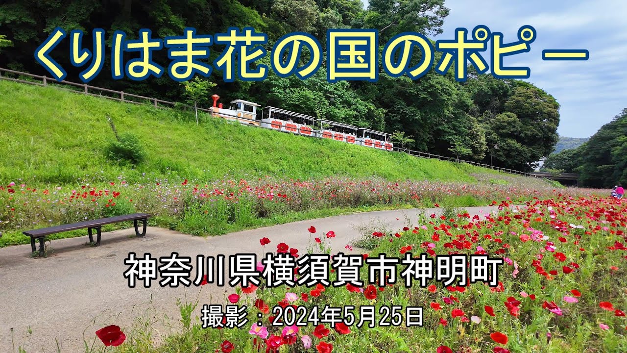 くりはま花の国のポピ－ [4K] Poppy in Kurihama Flower Country