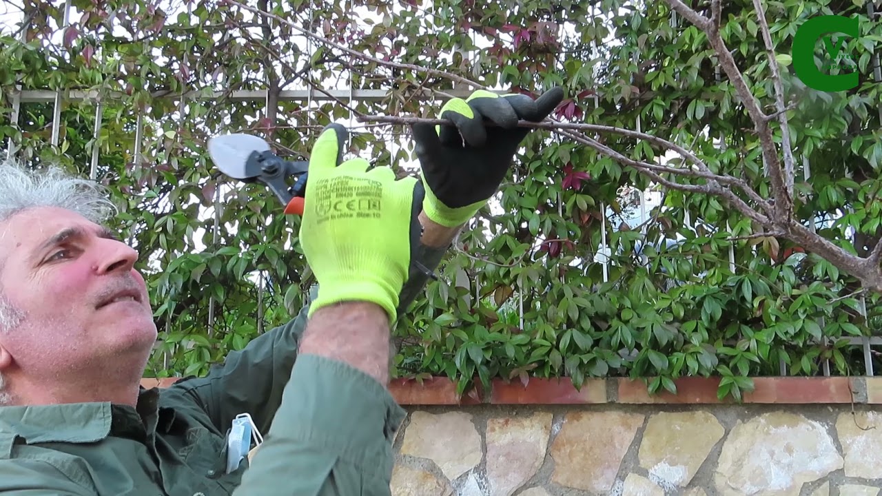 Potiamo il susino (Prunus europeo). Ecco come bisogna procedere e cosa occorre sapere